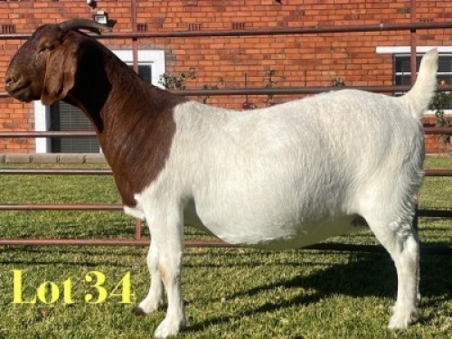 1X BOER GOAT FLOCK ON COLOUR PREGNANT DOE Lukas Burger