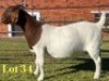 1X BOER GOAT FLOCK ON COLOUR PREGNANT DOE Lukas Burger