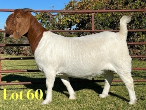 1X BOER GOAT STUD PREGNANT DOE Lukas Burger