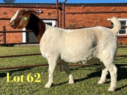 1X BOER GOAT FLOCK PREGNANT DOE Lukas Burger