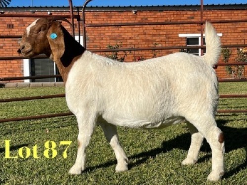 1X BOER GOAT STUD PREGNANT DOE Lukas Burger