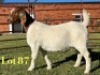 1X BOER GOAT STUD PREGNANT DOE Lukas Burger