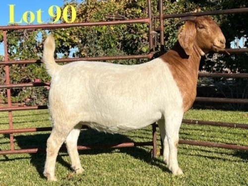 1X BOER GOAT FLOCK ON COLOUR PREGNANT DOE Lukas Burger