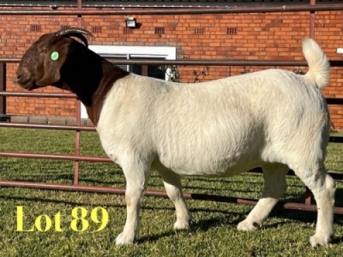 1X BOER GOAT FLOCK ON COLOUR & TEAT PREGNANT DOE Lukas Burger