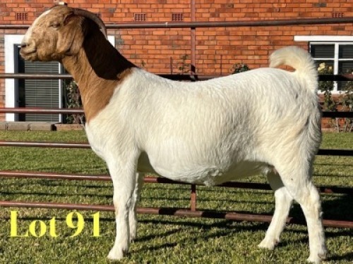 1X BOER GOAT FLOCK ON COLOUR PREGNANT DOE Lukas Burger