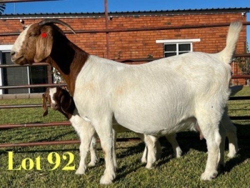 1X BOER GOAT STUD PREGNANT DOE Lukas Burger