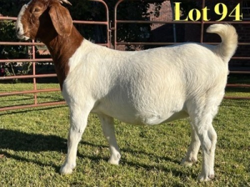 1X BOER GOAT FLOCK ON TEAT PREGNANT DOE Lukas Burger