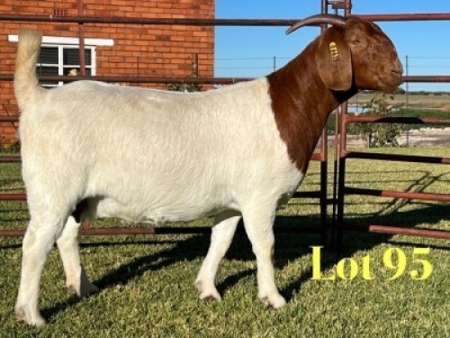 1X BOER GOAT FLOCK ON COLOUR DOE Lukas Burger