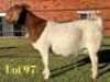 1X BOER GOAT FLOCK ON COLOUR PREGNANT DOE Lukas Burger