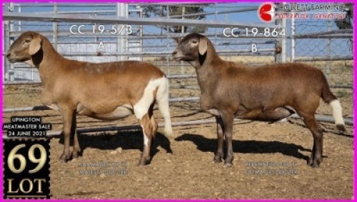 1 X MEATMASTER OOI SUPERIOR GENETICS - AANGETEKEN (Highest Bidder may pick first Round)