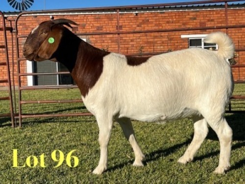 1X BOER GOAT FLOCK ON COLOUR PREGNANT DOE Lukas Burger