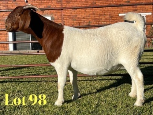 1X BOER GOAT FLOCK ON COLOUR & TEAT PREGNANT DOE Lukas Burger