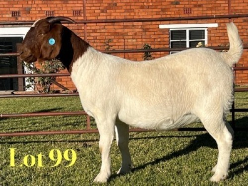 1X BOER GOAT FLOCK PREGNANT DOE Lukas Burger