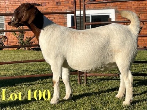 1X BOER GOAT PREGNANT FLOCK ON TEAT DOE Lukas Burger