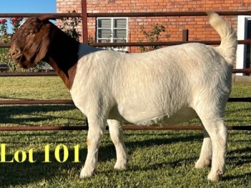 1X BOER GOAT STUD DOE Lukas Burger