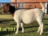 1X BOER GOAT STUD DOE Lukas Burger