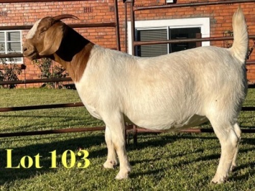 1X BOER GOAT PREGNANT STUD DOE Lukas Burger
