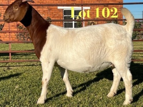 1X BOER GOAT PREGNANT FLOCK ON TEAT DOE Lukas Burger