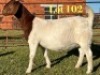 1X BOER GOAT PREGNANT FLOCK ON TEAT DOE Lukas Burger