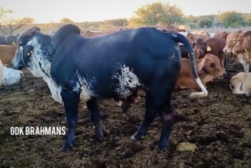 1X RED BRAHMAN BULL GDK Brahmans