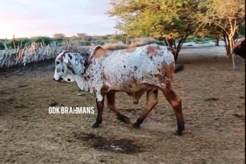 1X RED BRAHMAN BULL GDK Brahmans