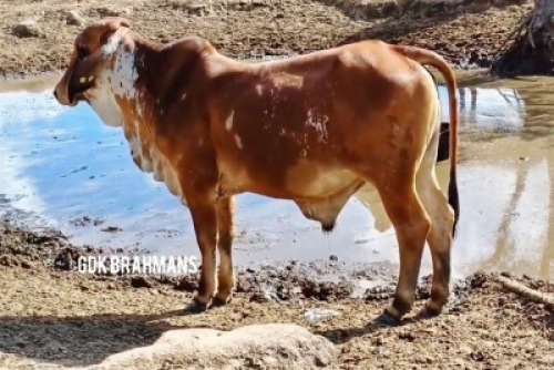 1X RED BRAHMAN BULL GDK Brahmans