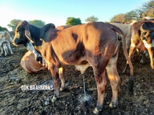 1X RED BRAHMAN BULL GDK Brahmans