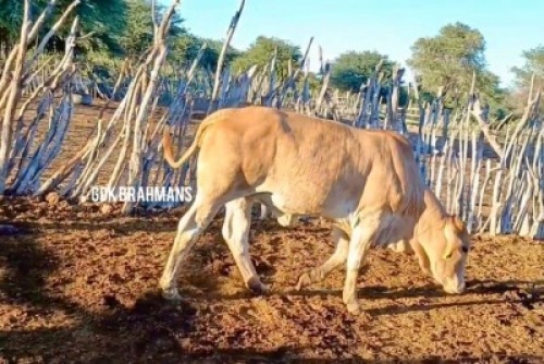 1X RED BRAHMAN HEIFER GDK Brahmans
