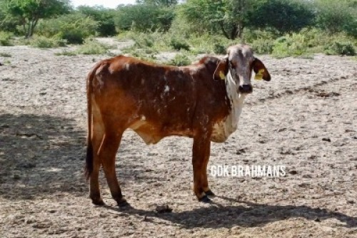 1X RED BRAHMAN HEIFER GDK Brahmans