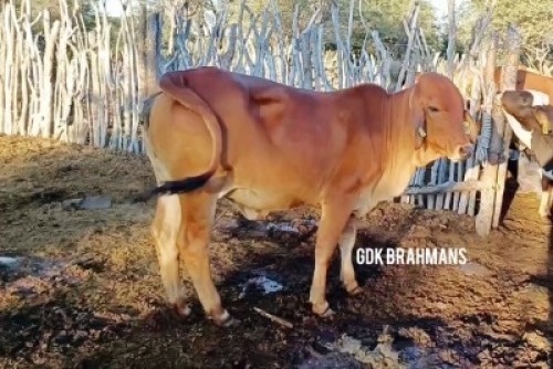 1X RED BRAHMAN HEIFER GDK Brahmans