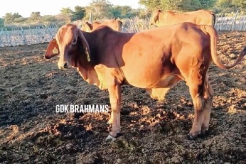 1X RED BRAHMAN BULL GDK Brahmans