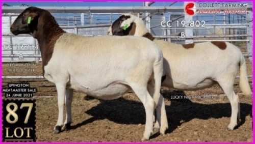 1 X MEATMASTER OOI SUPERIOR GENETICS - AANGETEKEN (Highest Bidder may pick first Round)