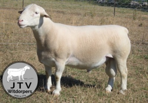 1X WIT DORPER T5 RAM JTV Wit Dorpers