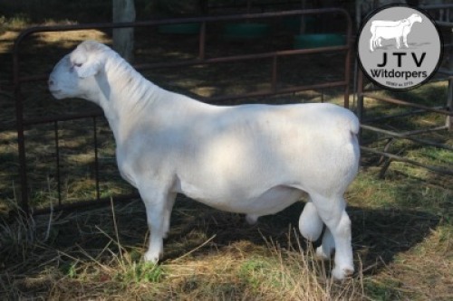 1X WIT DORPER STUD RAM JTV Wit Dorpers