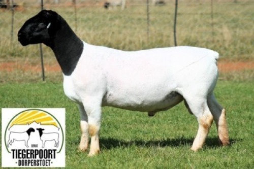 1X DORPER STUD RAM Tiegerpoort Dorperstoet