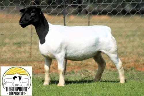 1X DORPER T5 PREGNANT EWE Tiegerpoort Dorperstoet