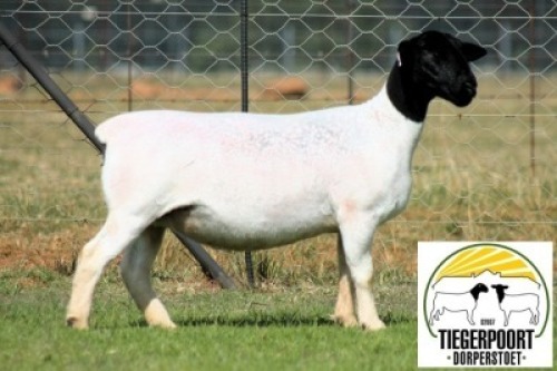 1X DORPER T5 PREGNANT EWE Tiegerpoort Dorperstoet