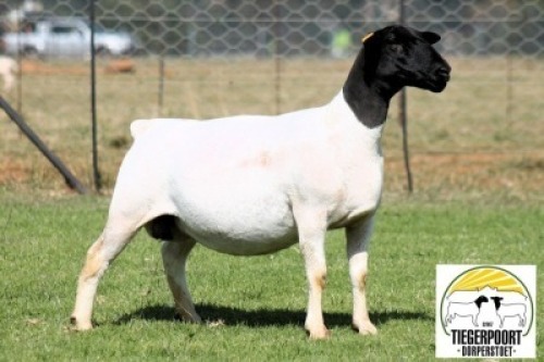 1X DORPER T5 PREGNANT EWE Tiegerpoort Dorperstoet