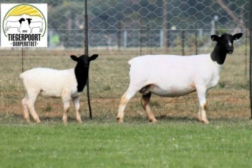 1+1X DORPER T5 EWE Tiegerpoort Dorperstoet