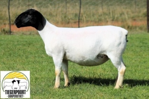 1X DORPER STUD PREGNANT EWE Tiegerpoort Dorperstoet