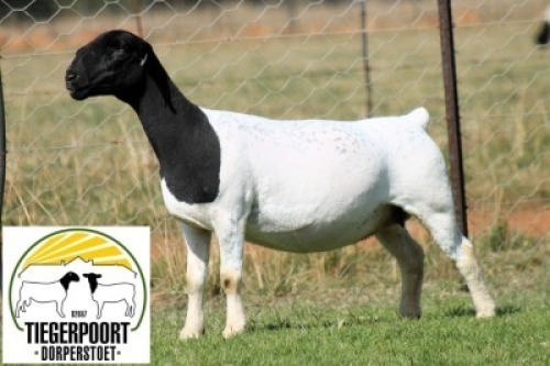 1X DORPER T5 PREGNANT EWE Tiegerpoort Dorperstoet