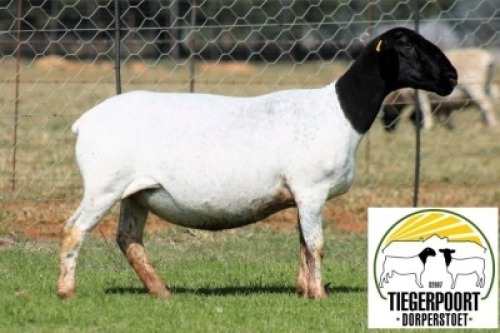 1X DORPER FLOCK PREGNANT EWE Tiegerpoort Dorperstoet