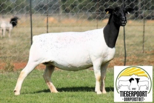 1X DORPER STUD PREGNANT EWE Tiegerpoort Dorperstoet