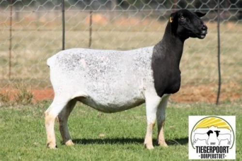 2X DORPER FLOCK PREGNANT EWE Tiegerpoort Dorperstoet