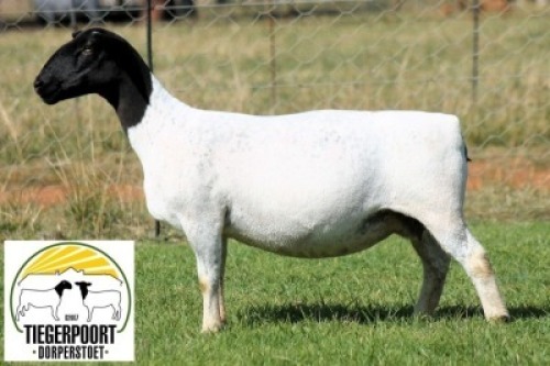 1X DORPER STUD PREGNANT EWE Tiegerpoort Dorperstoet