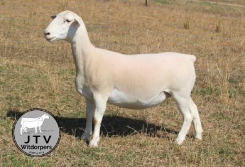 1X WIT DORPER STUD PREGNANT EWE JTV Wit Dorpers