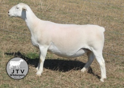 1X WIT DORPER T5 PREGNANT EWE JTV Wit Dorpers