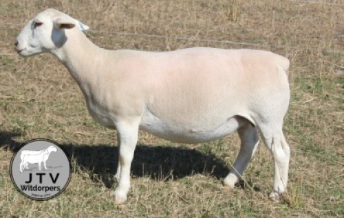 1X WIT DORPER STUD PREGNANT EWE JTV Wit Dorpers