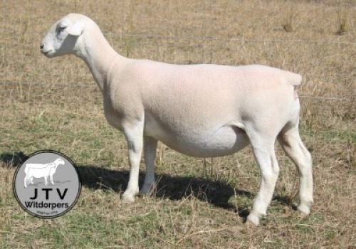 1X WIT DORPER T5 PREGNANT EWE JTV Wit Dorpers