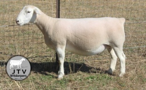 1X WIT DORPER T5 PREGNANT EWE JTV Wit Dorpers